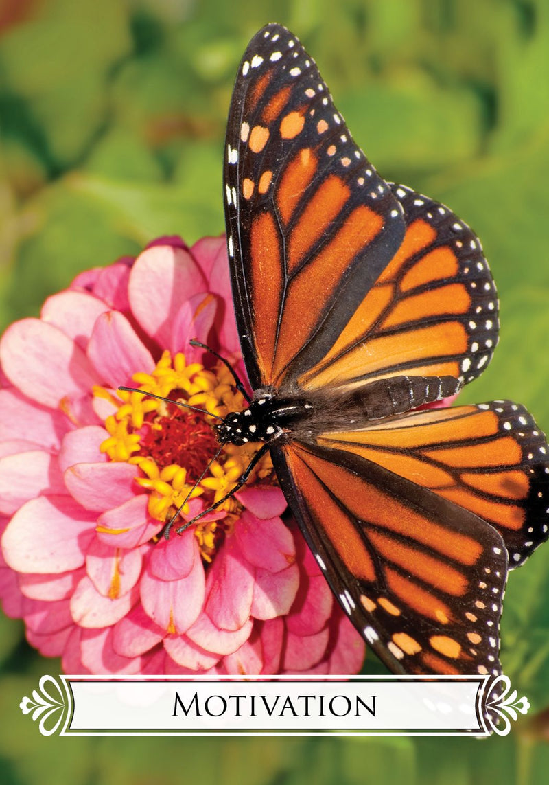 Butterfly Oracle Card