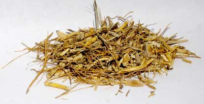 Witches Grass Cut (Agropyron Repens)