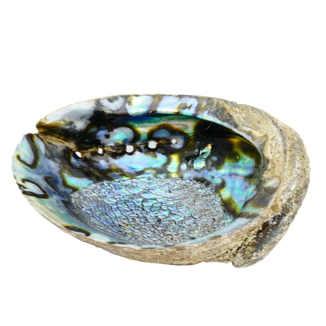 Albourne Shell Abalone Shell Burner – TREEHOUSE THE SPIRITUAL SHOP