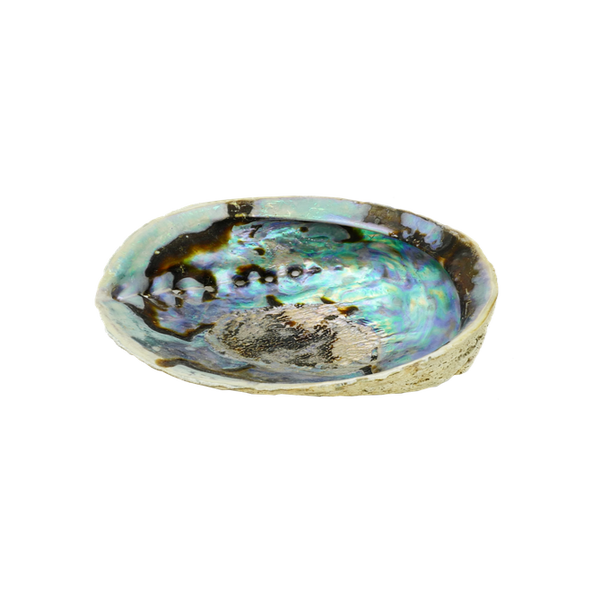 Abalone Shell Burner