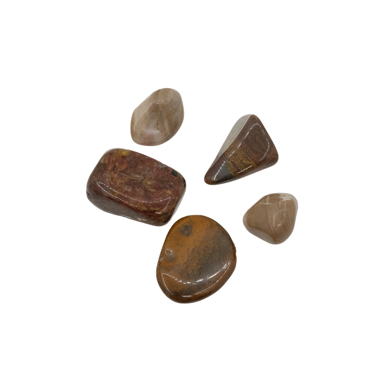 Petrified Wood Tumbled Stone